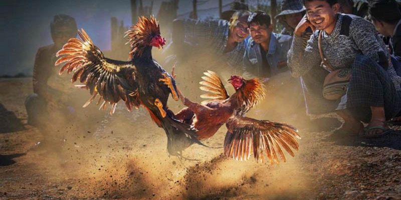 Banner www.fucaco.com